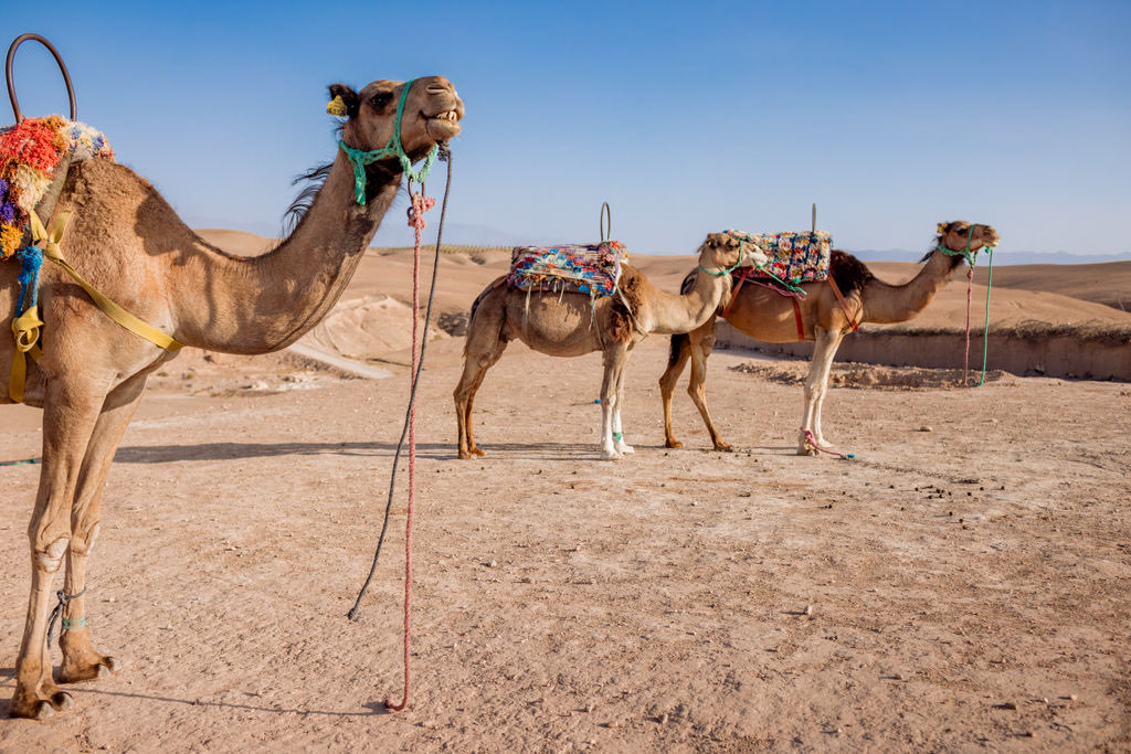 Marrakech_TravelnistasMarrakesh©WilmaHoogendoornWR-190